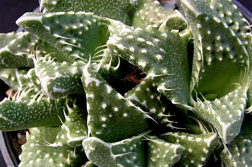 Faucaria tuberculosa 2