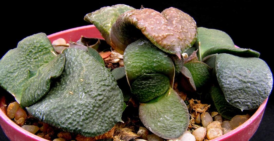 Gasteria amstrongii 