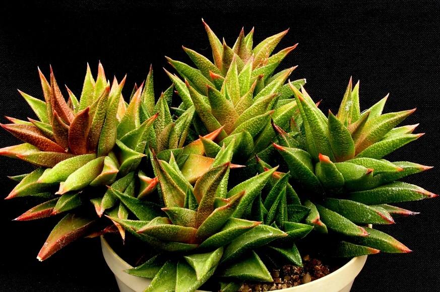 Haworthia tortuosa