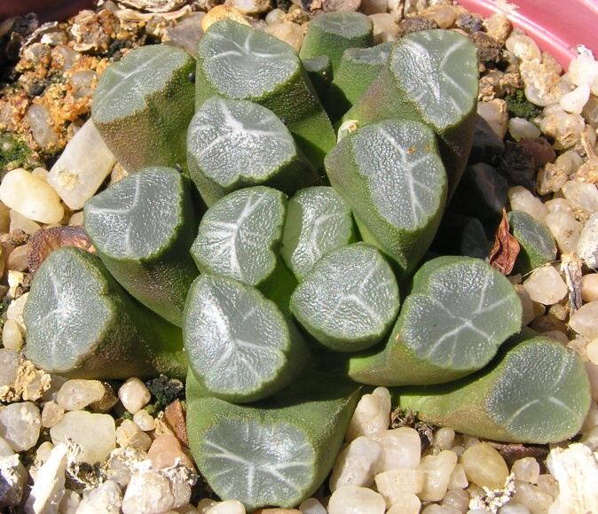 Haworthia truncata