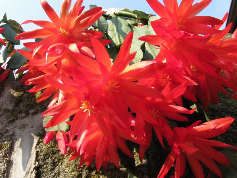 Schlumbergera gaertneri 2