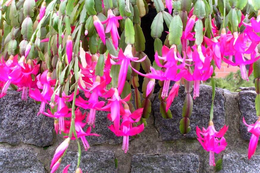 Schlumbergera truncata 