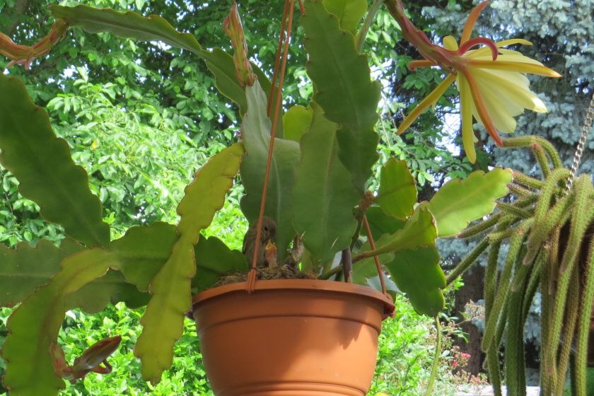 Epyphyllum 4 