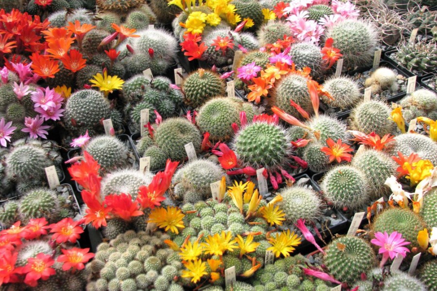 Rebutia K.Shumann -