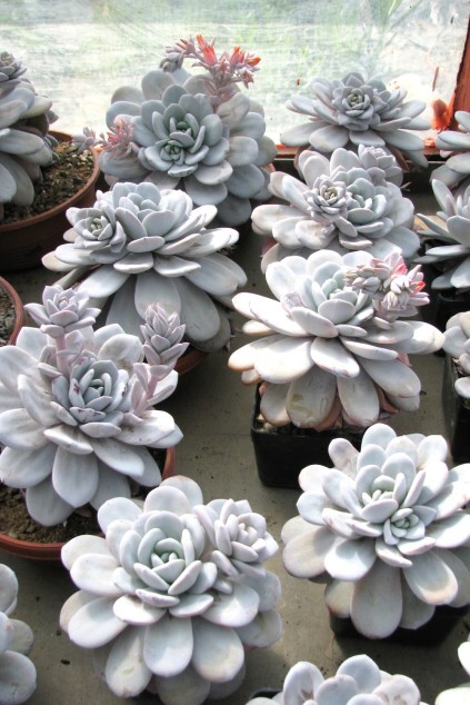 Echeveria laui R.Moran & J.Meyrán (1976) -