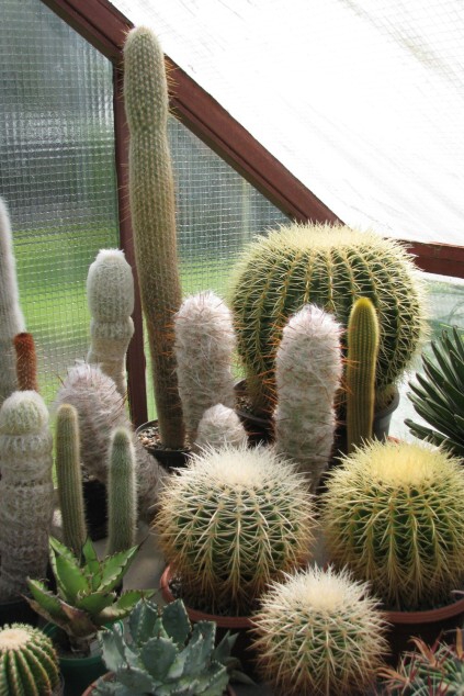 Echinocactus grusonii Hildmann (1891) -