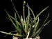 Aloe bellatula Reynolds (1994)