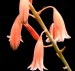 Aloe bellatula Reynolds (1994)-