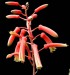 Aloe rauhii Reynolds (1963)-
