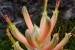 Aloe longistyla PV 583 - detail květu