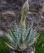 Aloe longistyla PV 583 