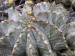 Euphorbia horrida 3