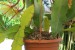 Epyphyllum 7 (Lejsek šedý)